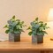 Citrus; 2-Pack 12” Artificial Eucalyptus Plants in Wooden Pots – Realistic Faux Potted Silk Greenery – Indoor Desk & Shelf Home Decor for Living Room, Bedroom & Office; Category:Potted Plants; Image:5